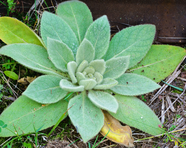 Get Acquainted with 5 Common Backyard Weeds with Remarkable Healing