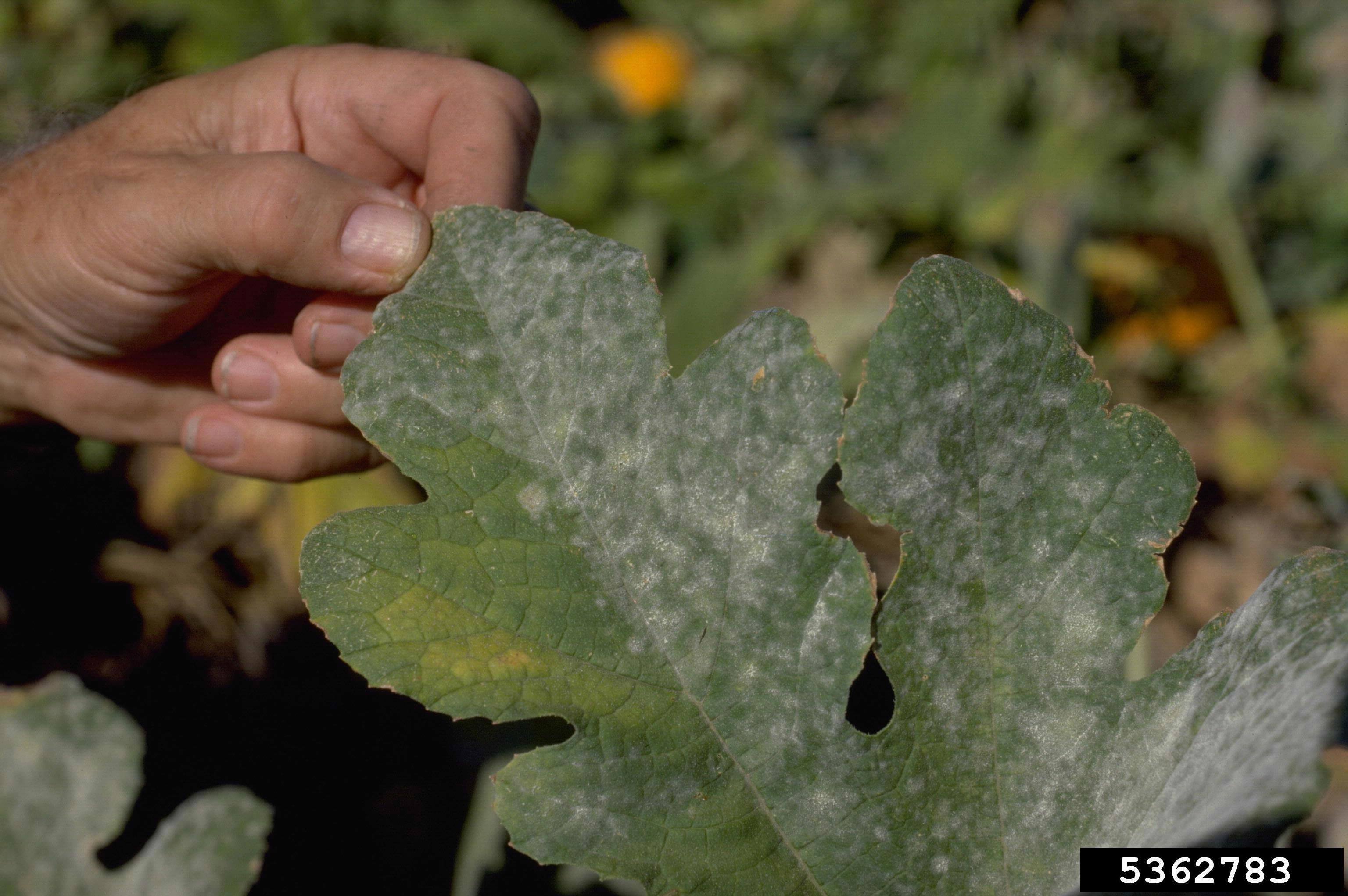Dealing with powdery mildew • In Harmony Sustainable Landscapes
