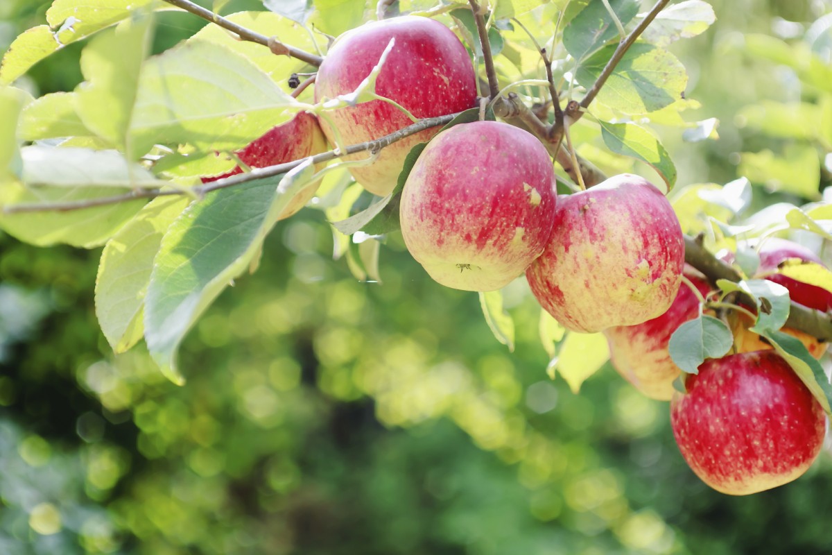 Choosing the right apple tree • In Harmony Sustainable Landscapes