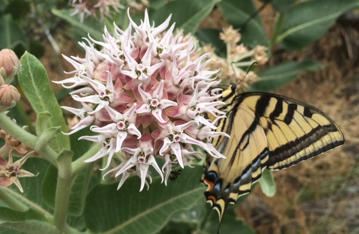 Pollinator Week plants that attract butterfliesIn Harmony