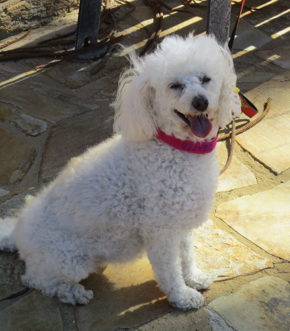 Gallery IN HOUSE DOG SITTING Mandurah WA