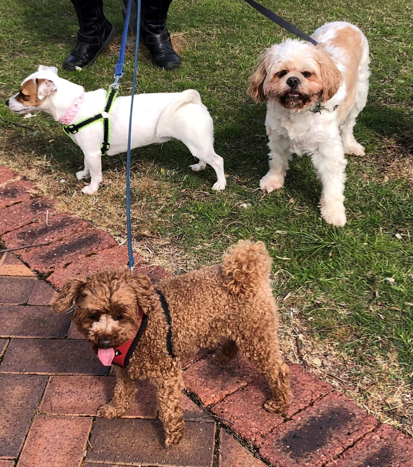 Guests 2017 IN HOUSE DOG SITTING Mandurah WA