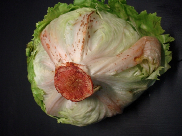 Why Does Iceberg Lettuce Turn Red Is This A Sign Of Danger In House