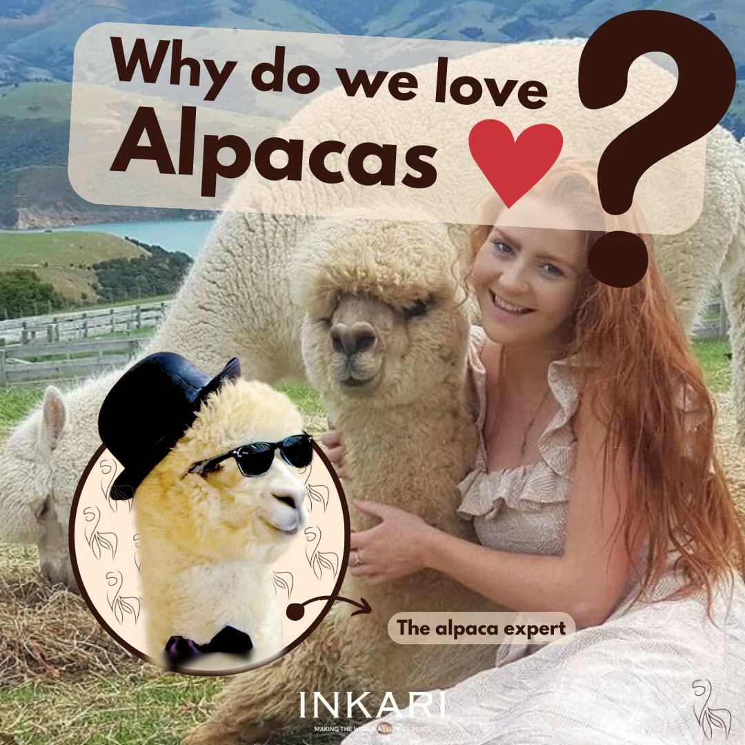 Why do we Humans love Alpacas?