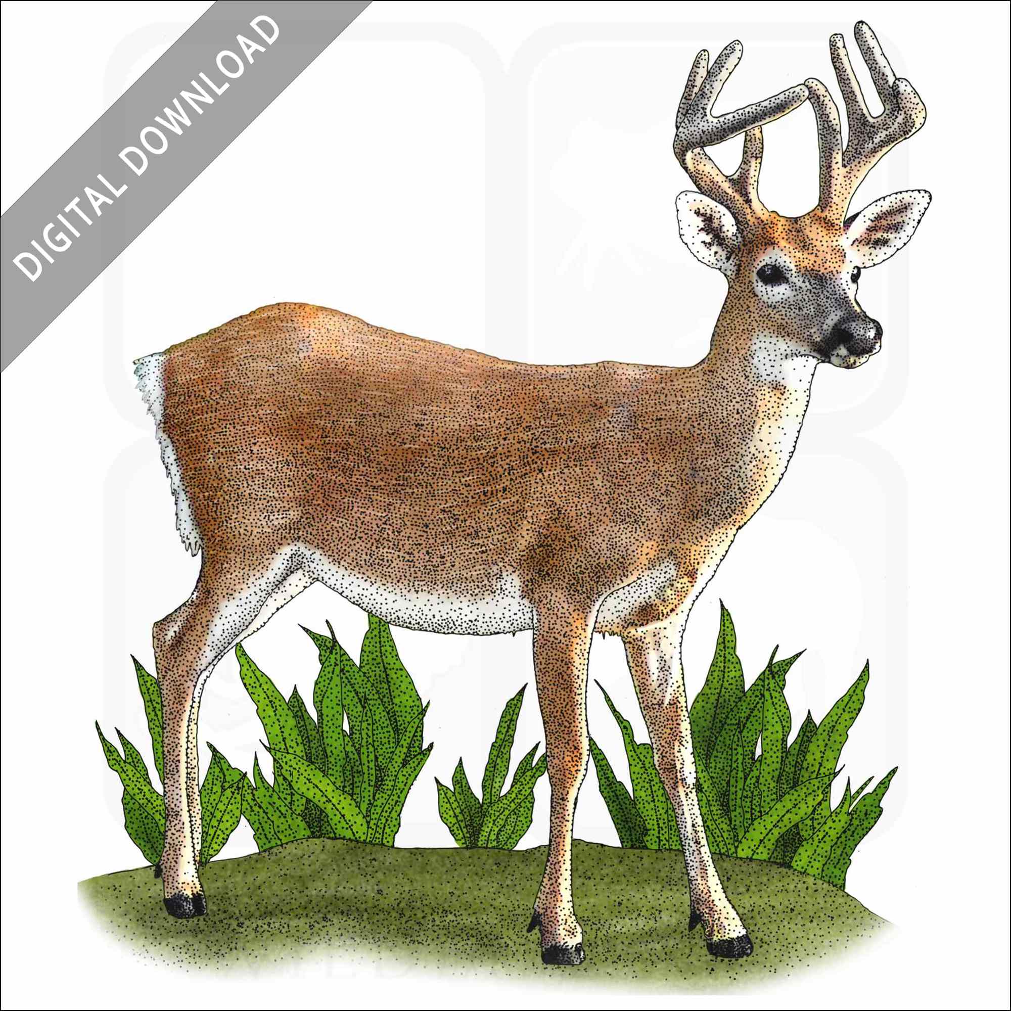 Drawings Of Deer In Color
