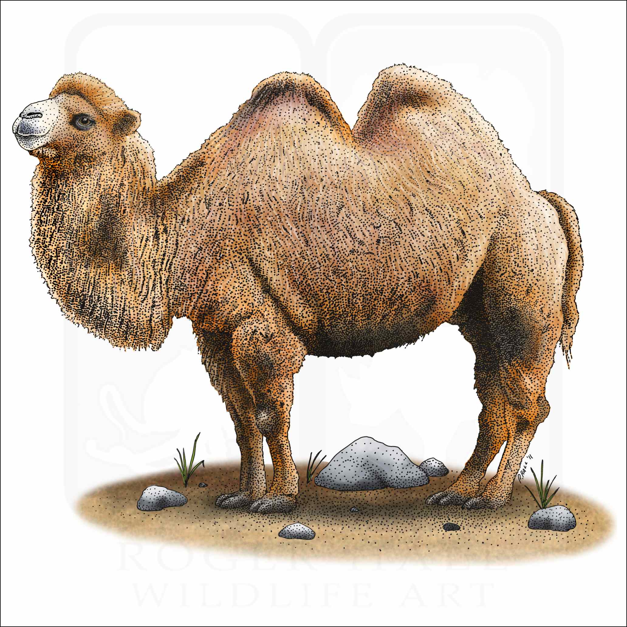 Bactrian Camel - Signed Fine Art Print