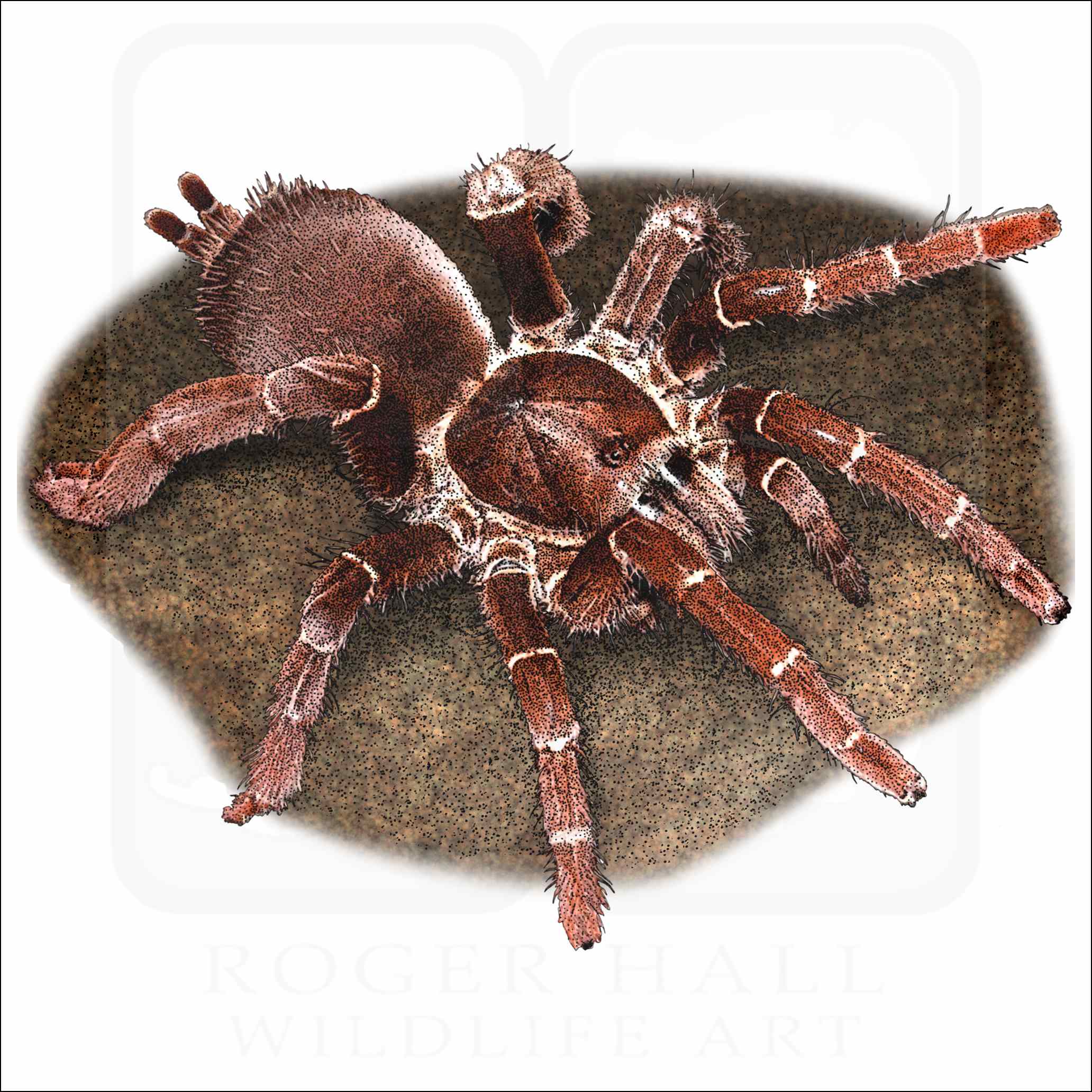King Baboon Spider
