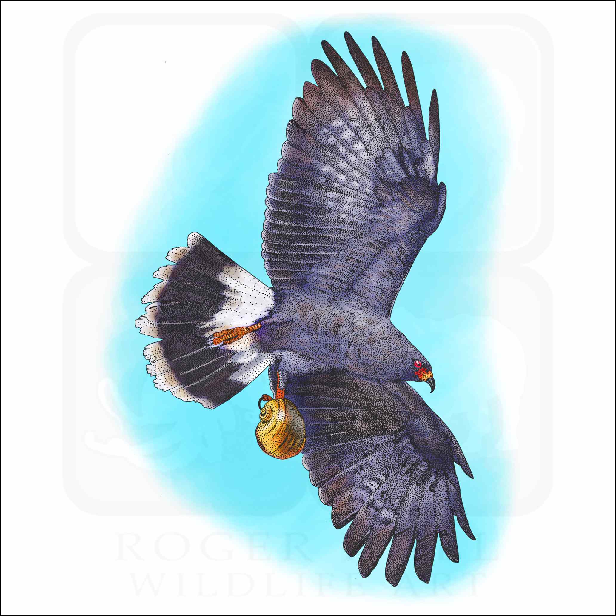 Snail Kite Signed Fine Art Print