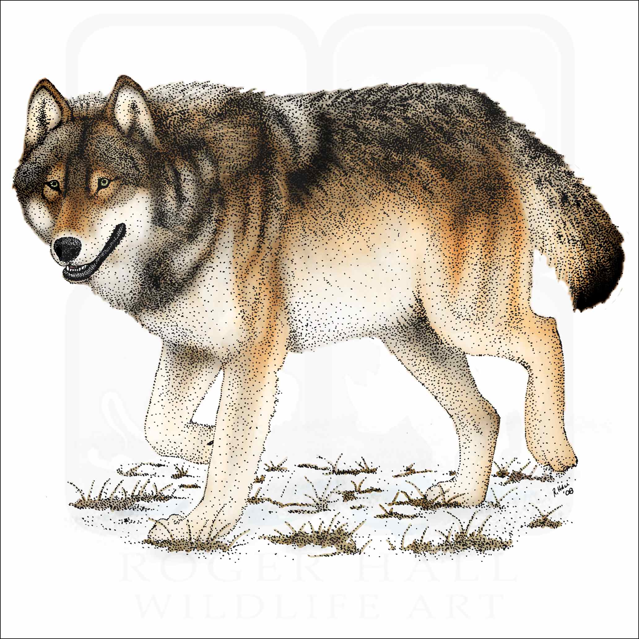 Drawing & Illustration Digital Art & Collectibles Wolf illustration