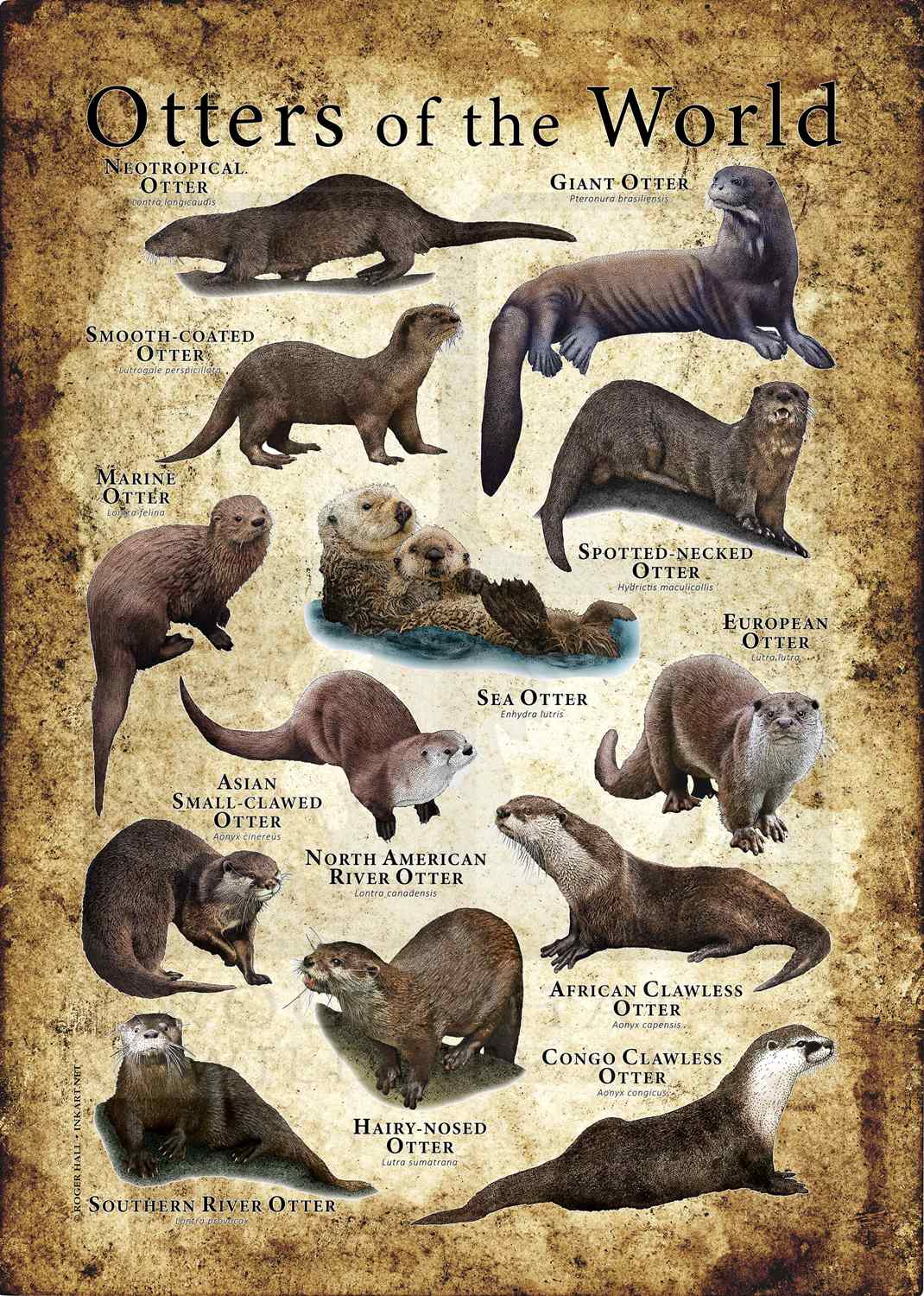 Otters of the World Poster Print