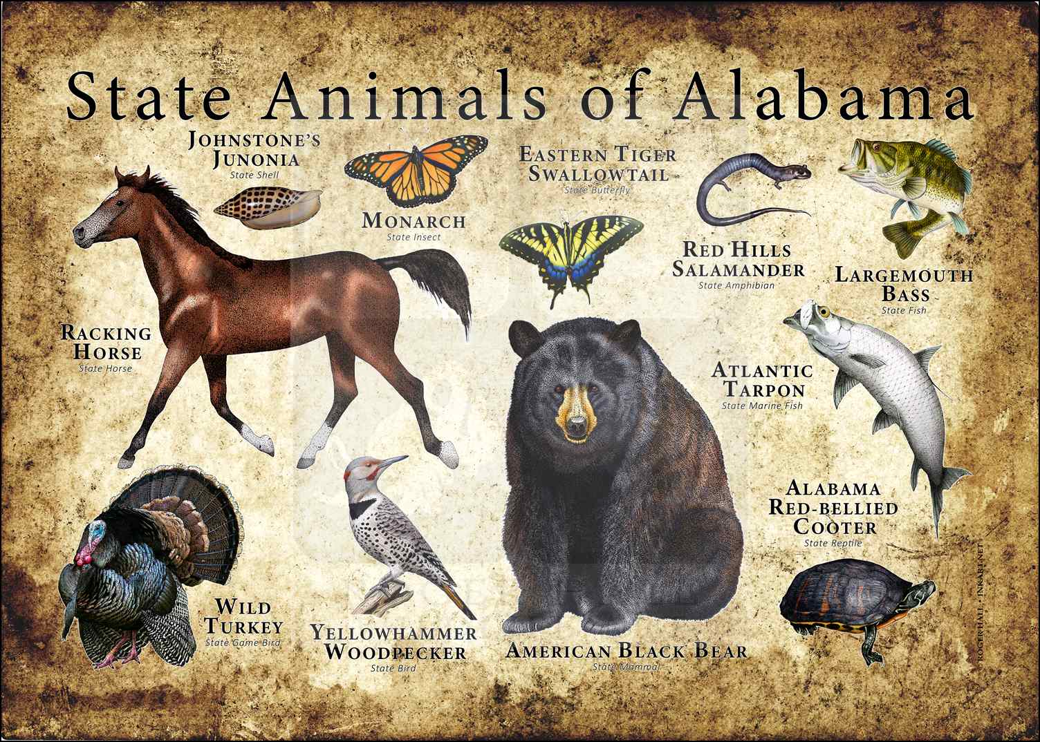 Alabama State Animals Poster Print inkart