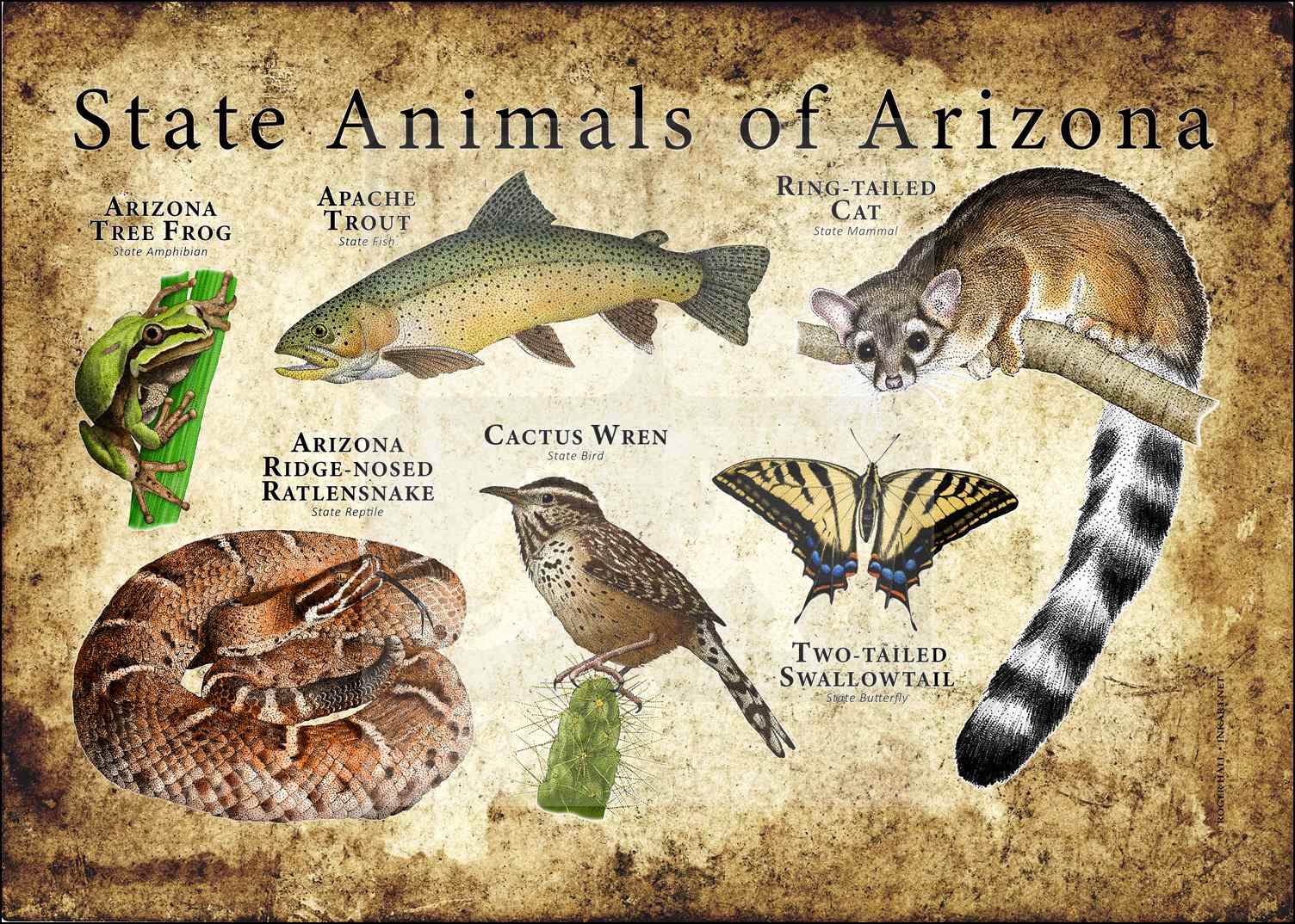 Arizona State Animals Poster Print inkart