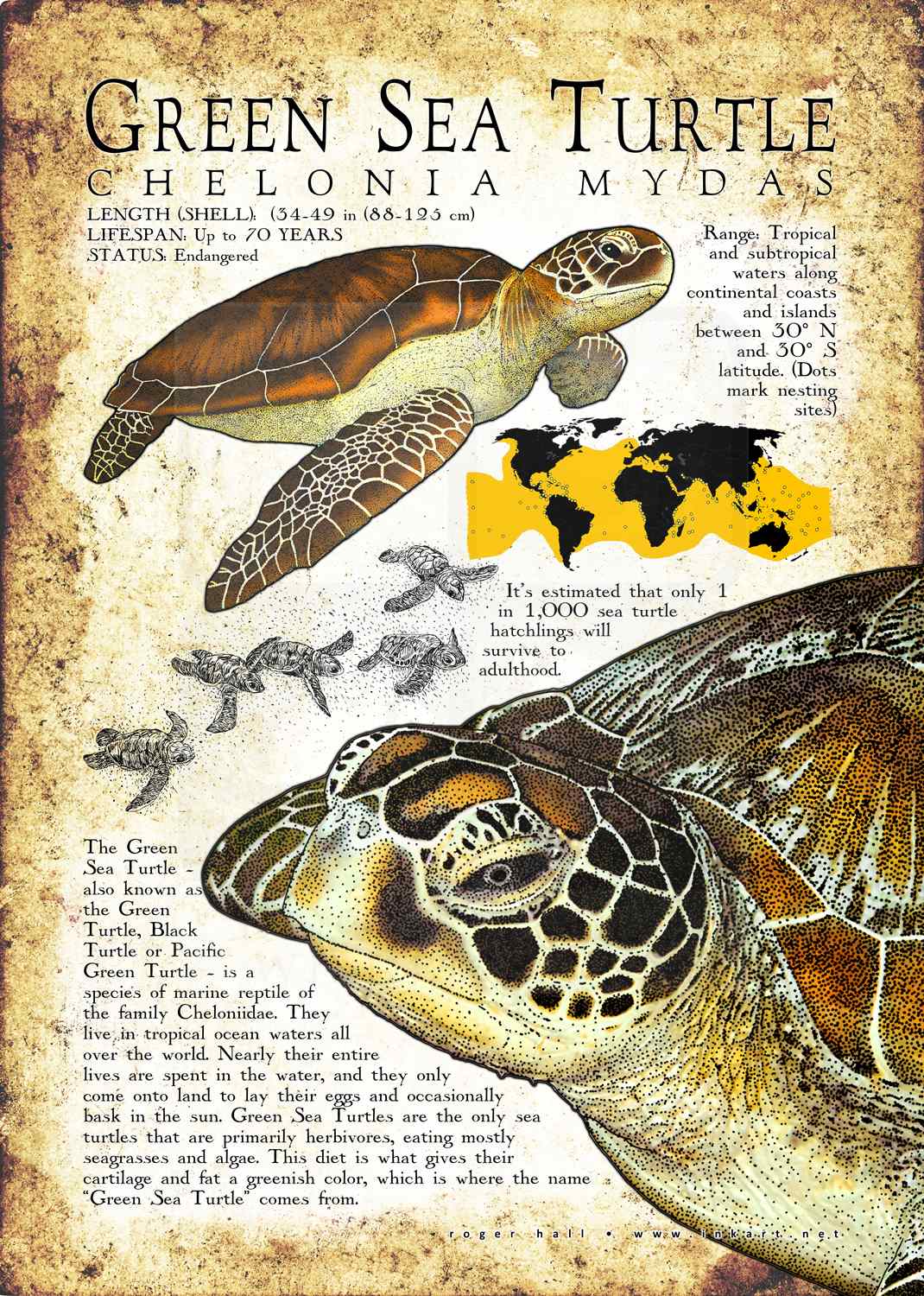 Green Sea Turtle Poster Print / Infographic