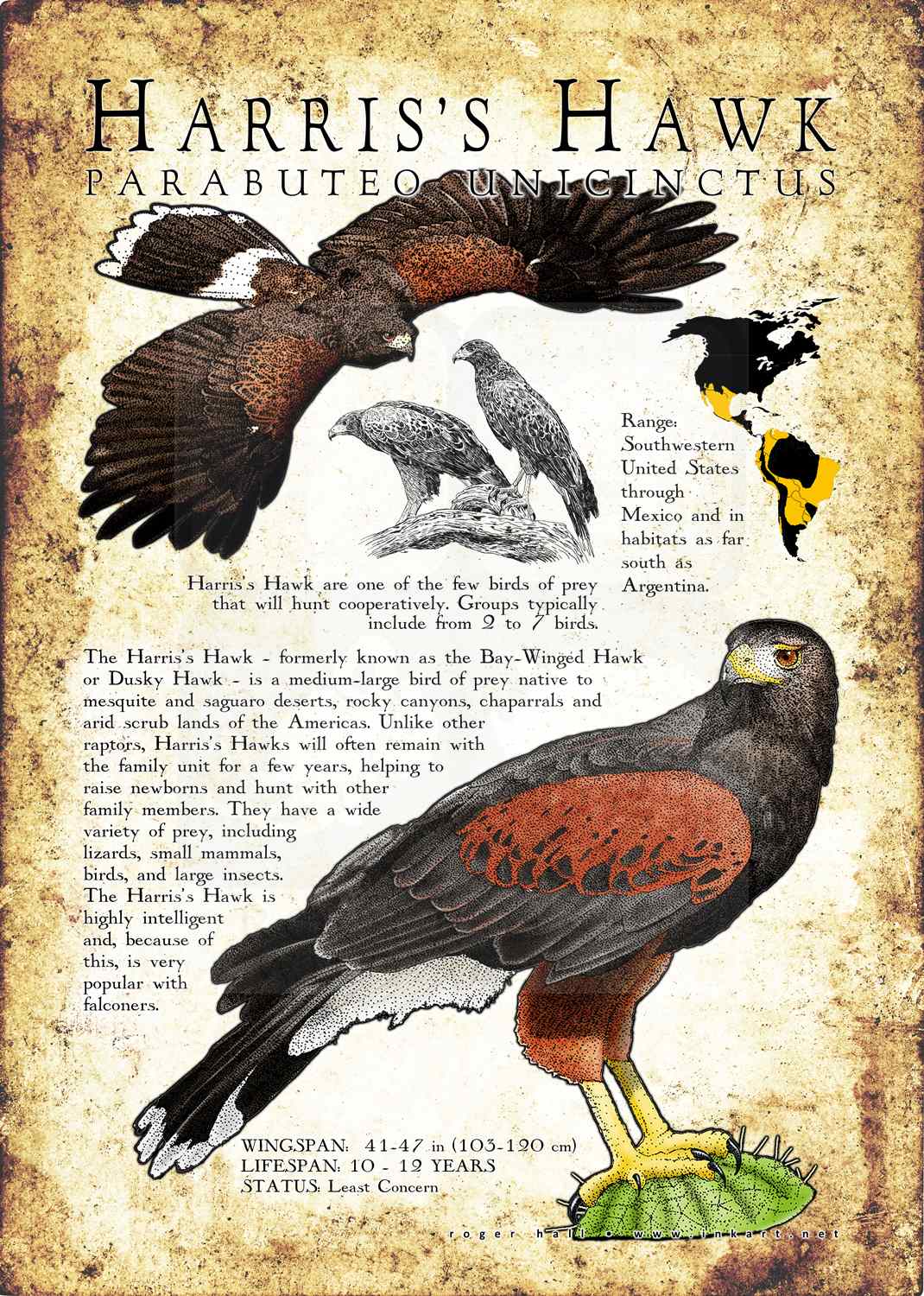 Harris's Hawk Poster Print / Infographic inkart