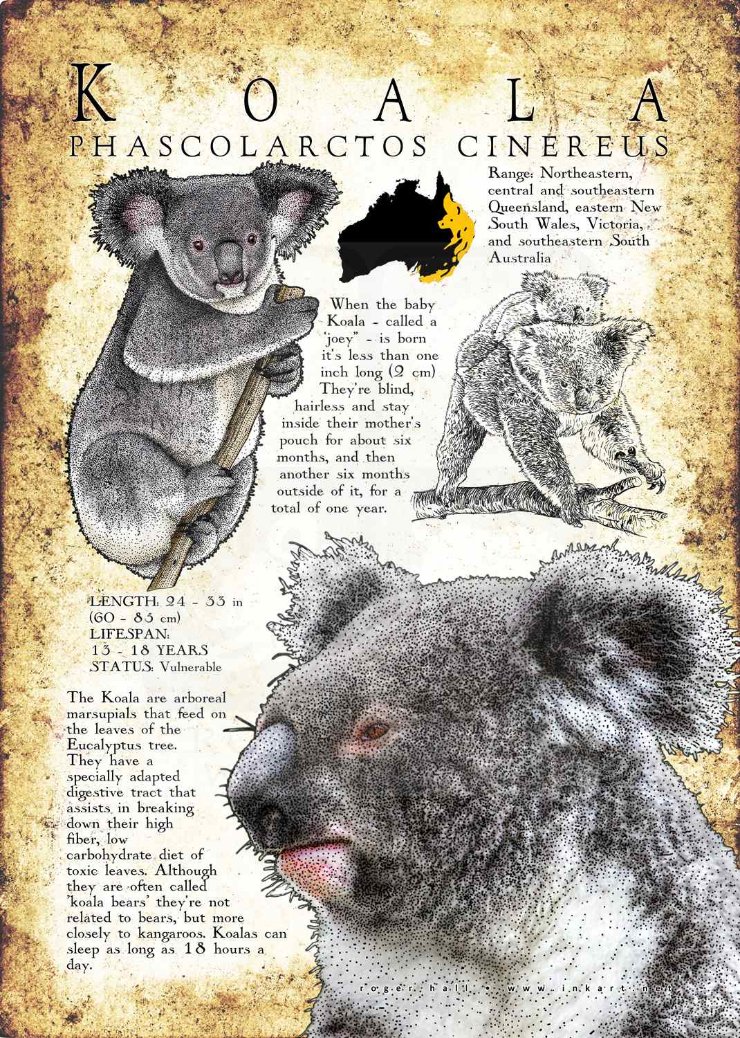 Koala Poster Print / Infographic