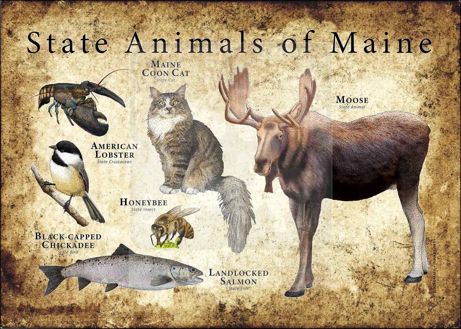 Maine State Animals Poster Print inkart