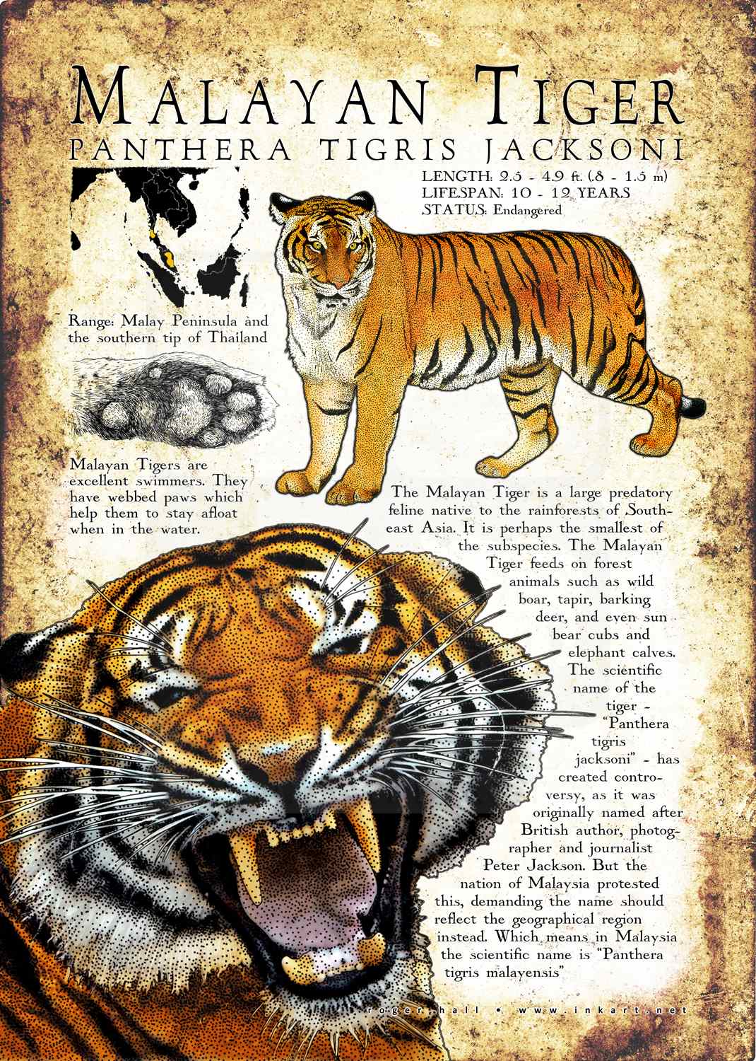 Malayan Tiger Poster Print / Infographic