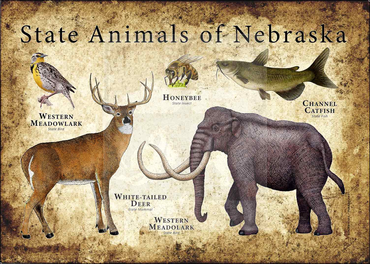 Nebraska State Animals Poster Print inkart