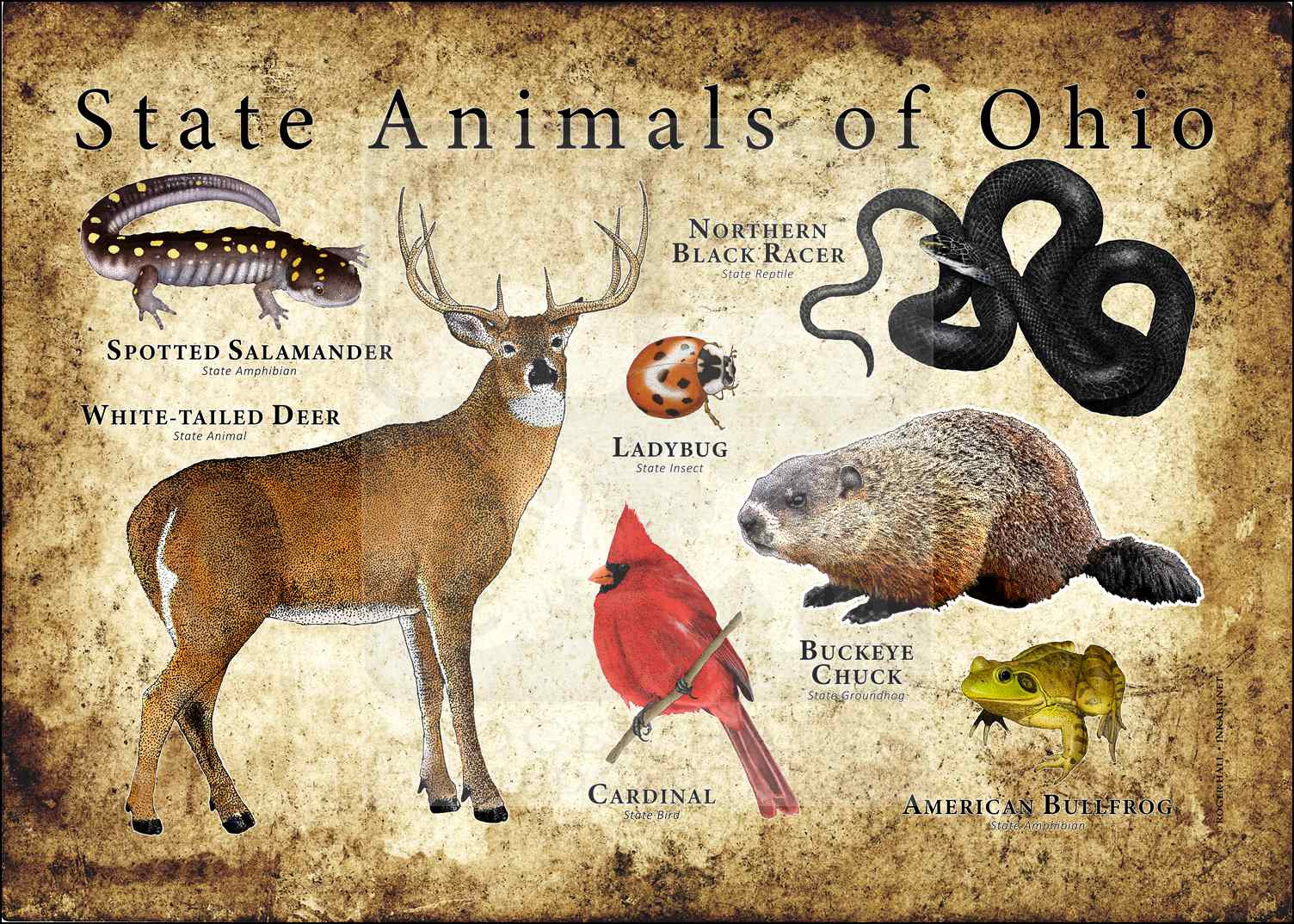 Ohio State Animals Poster Print inkart
