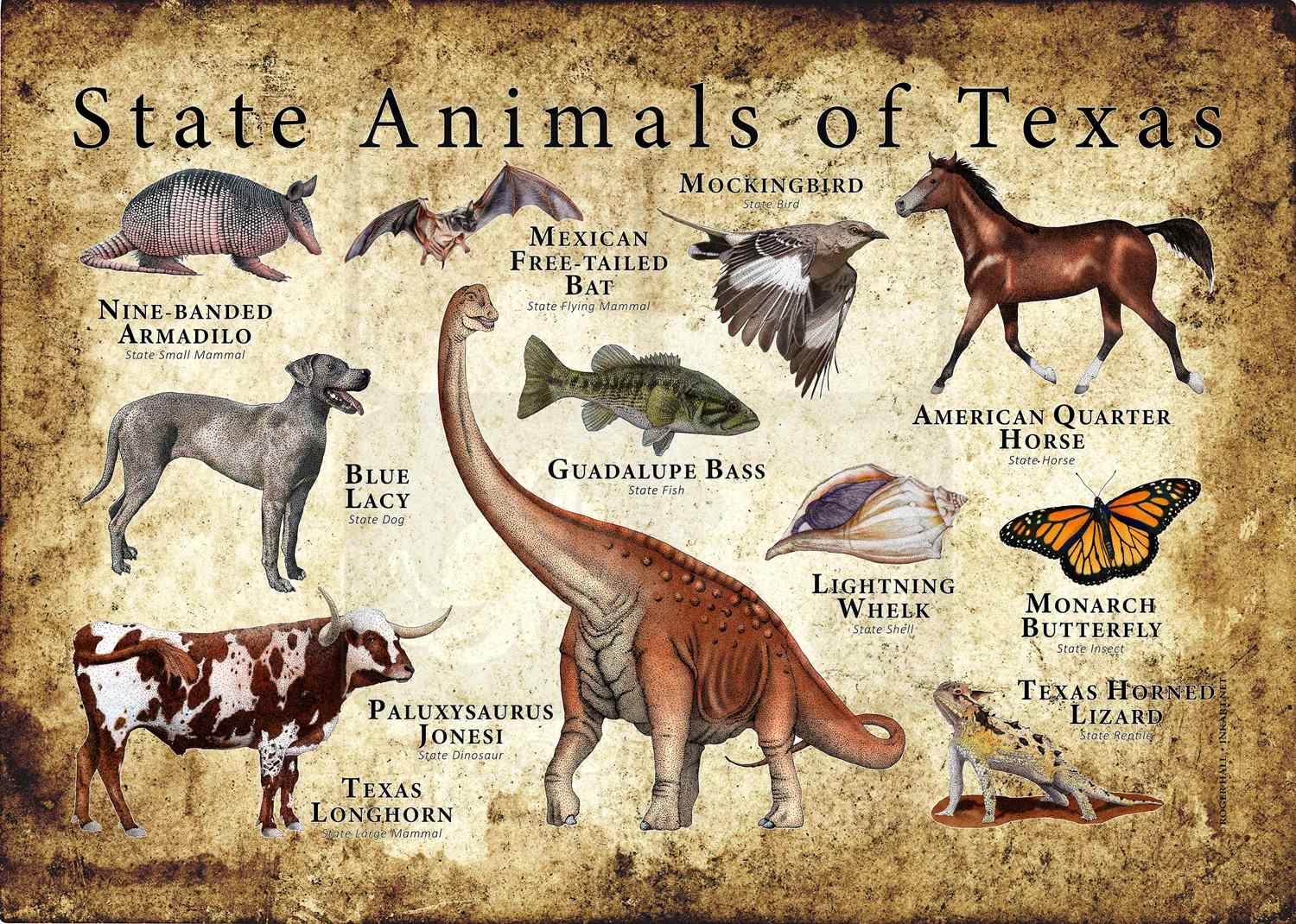 Texas State Animals Poster Print inkart
