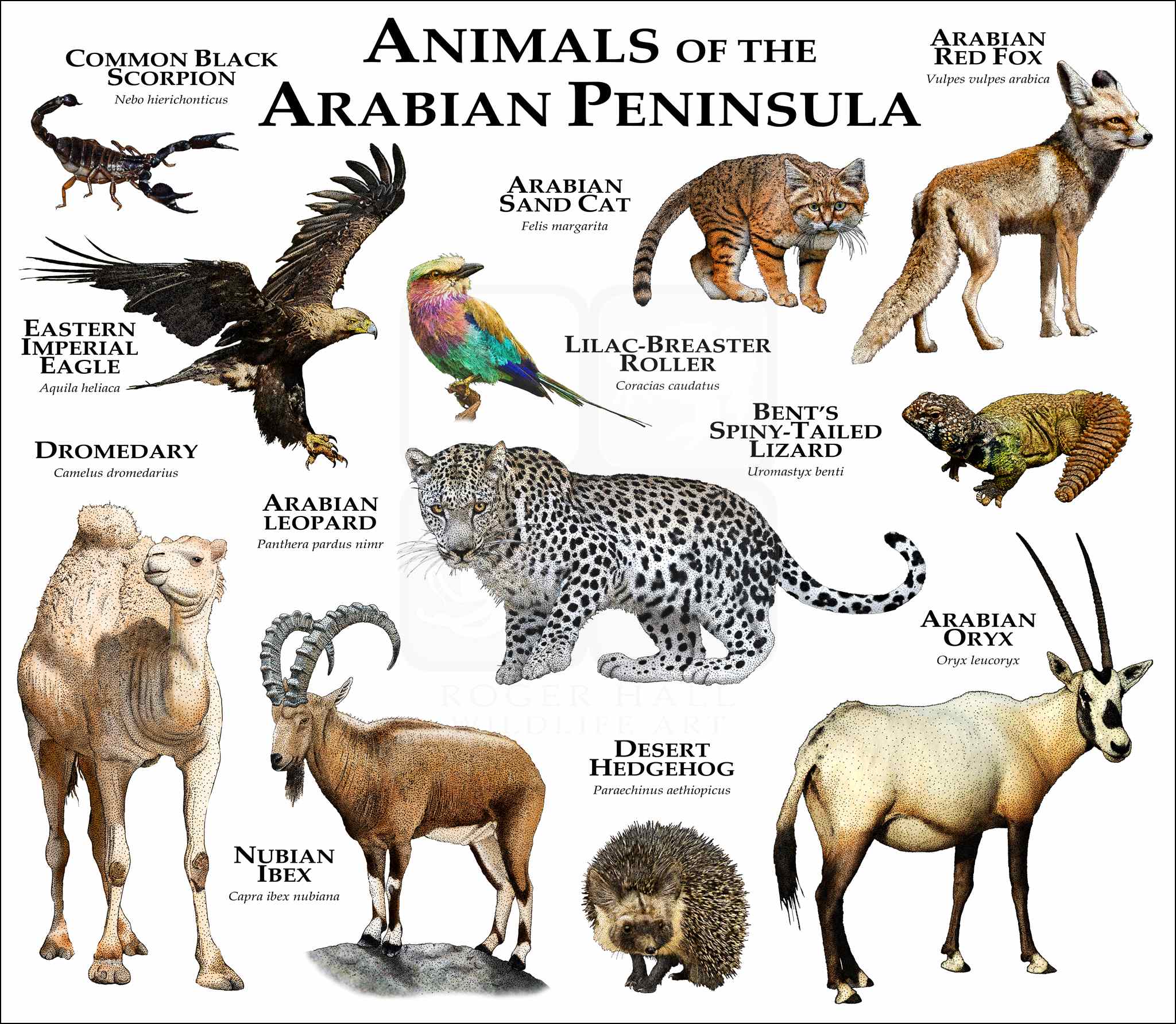 Animals of the Arabian Peninsula Poster Print inkart