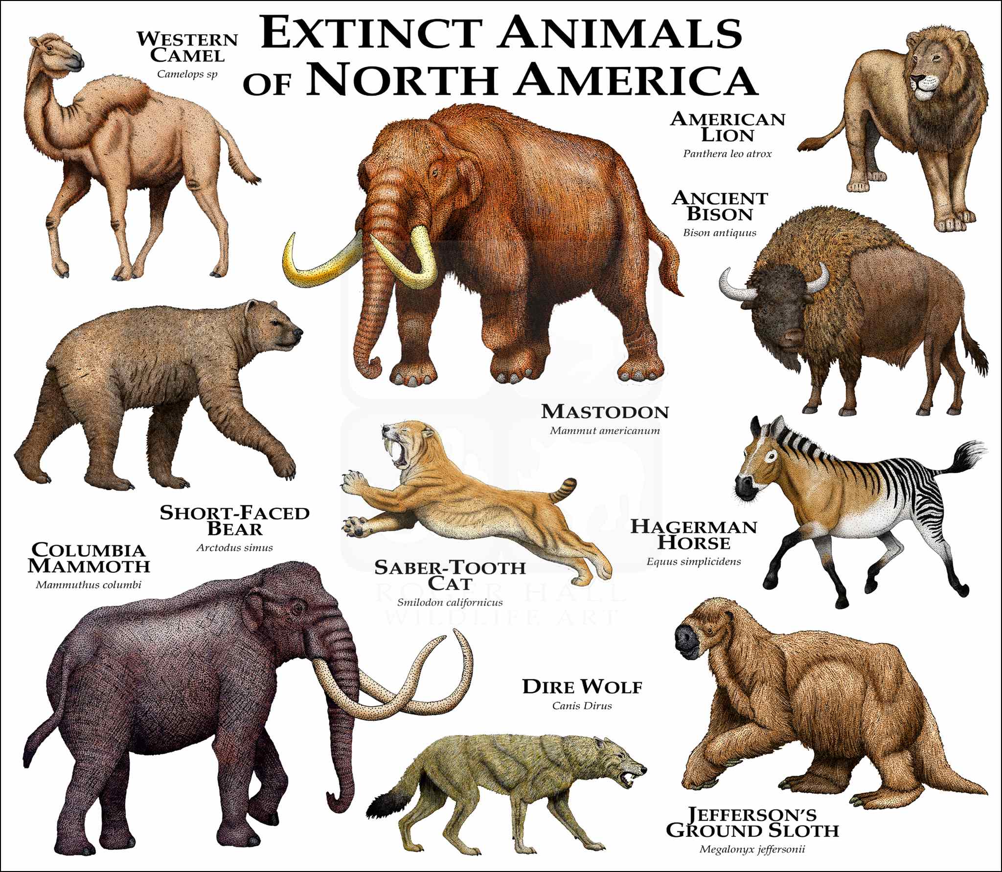 Extinct Animals In The Last 1000 Years