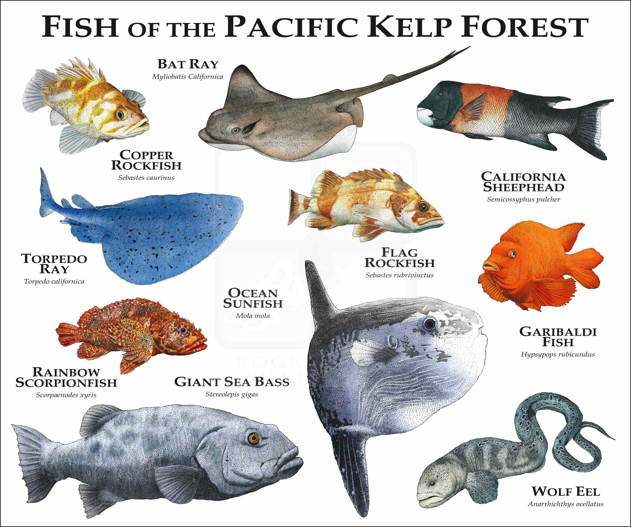 Kelp Forest Animals