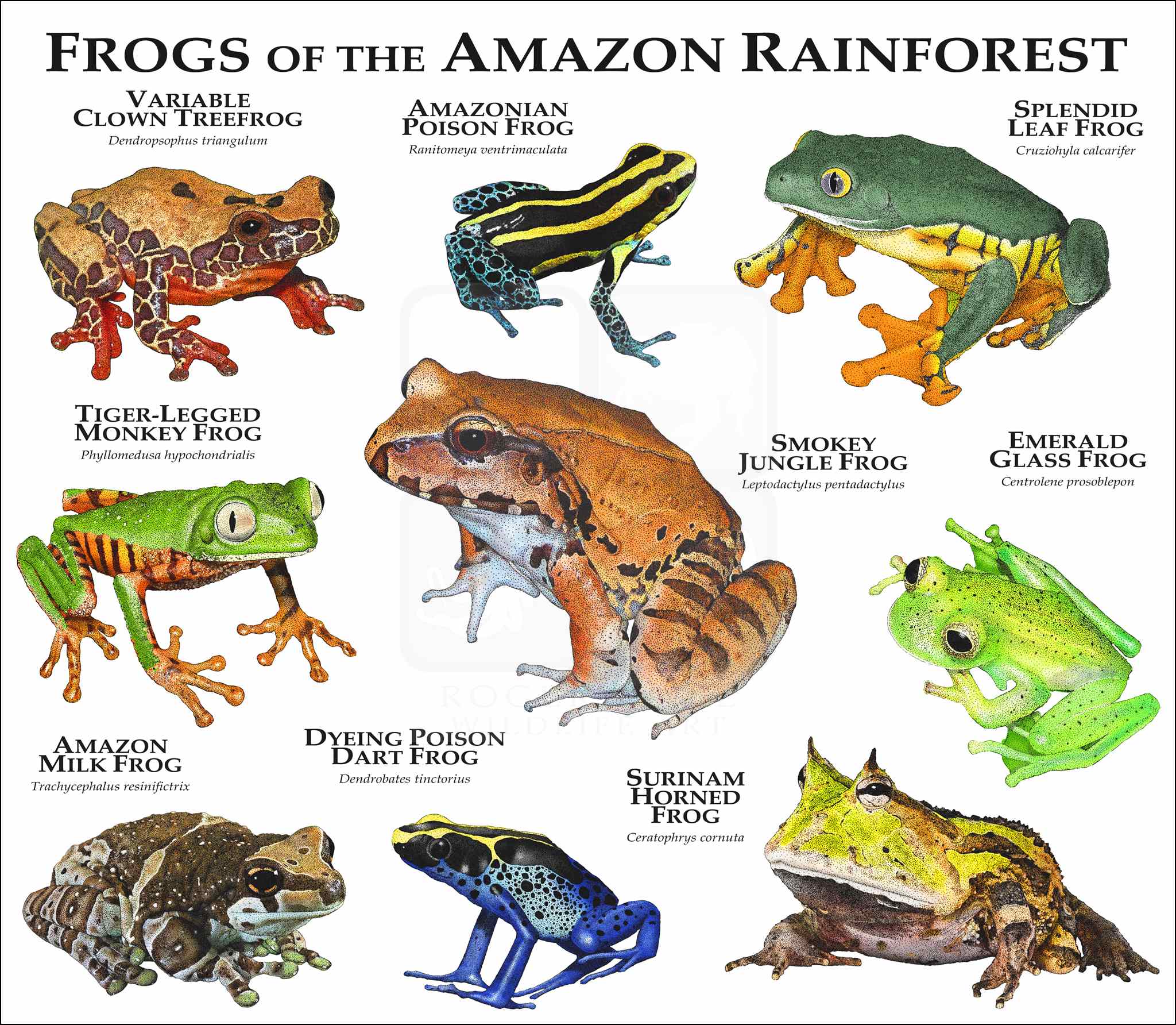 Frogs of the Amazon Rainforest Poster Print inkart
