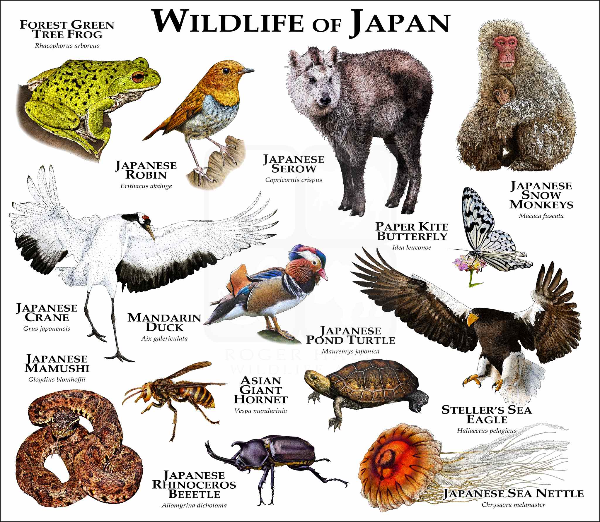 Wildlife of Japan Poster Print inkart