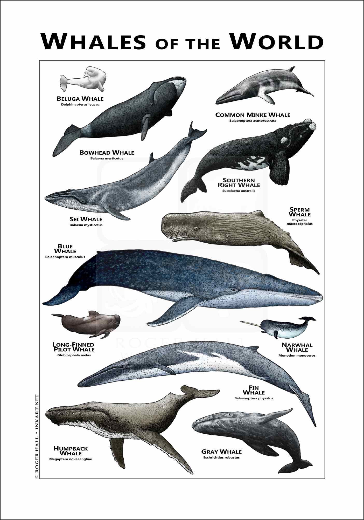 Types Of Whales