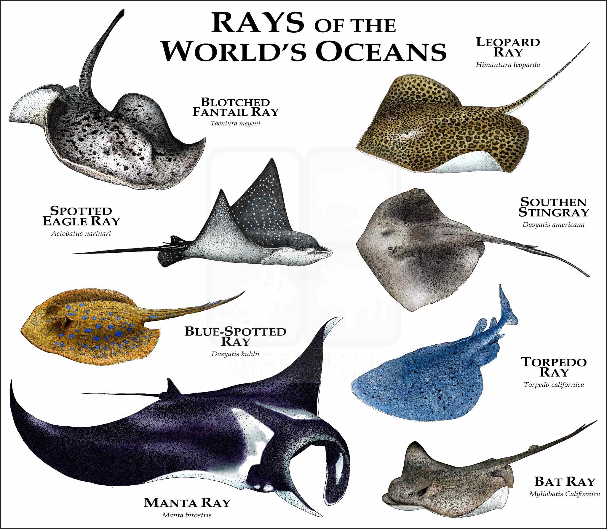 Rays of the World's Oceans Poster Print - inkart