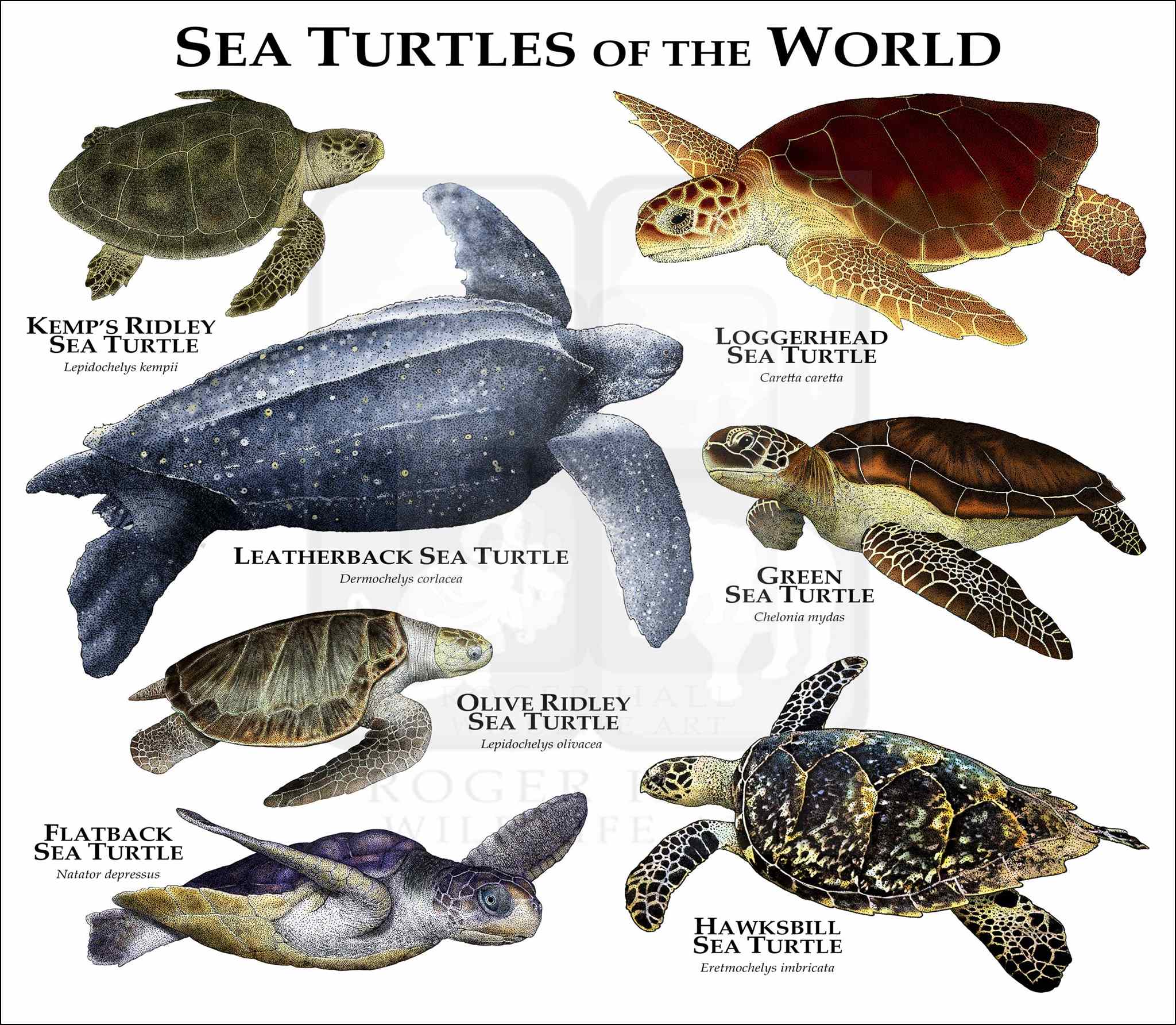 Sea Turtles of the World Poster Print inkart