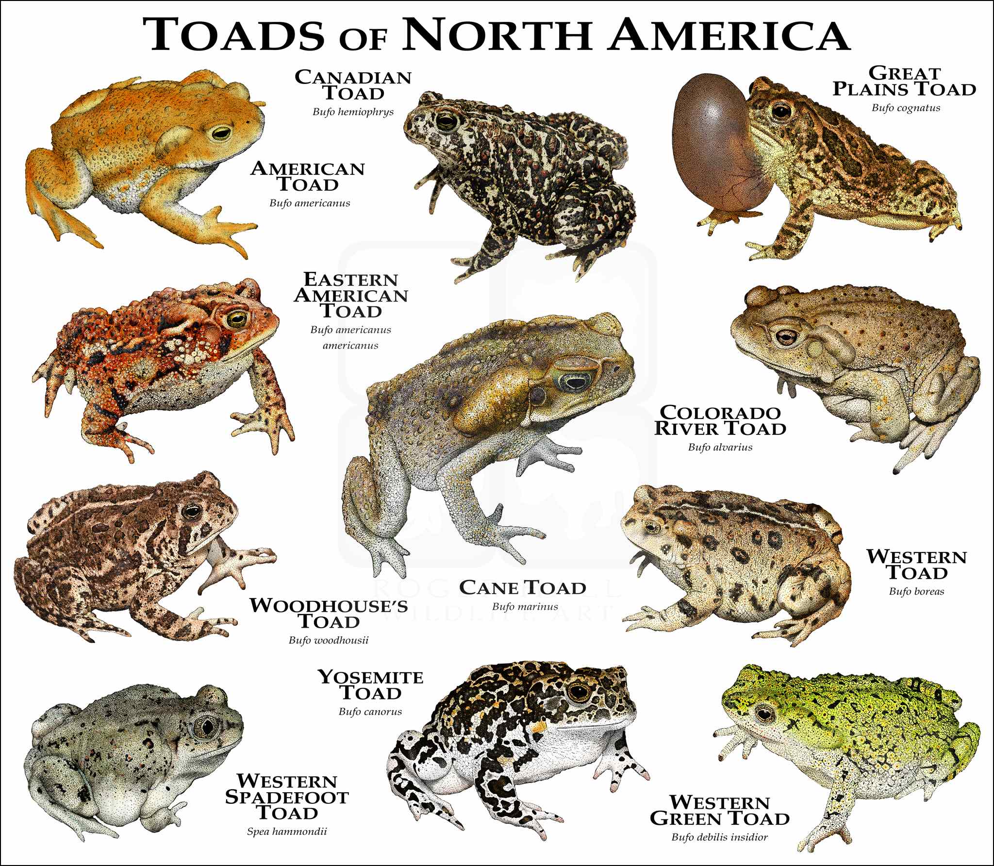 Is Woodhouse Toad Poisonous To Dogs