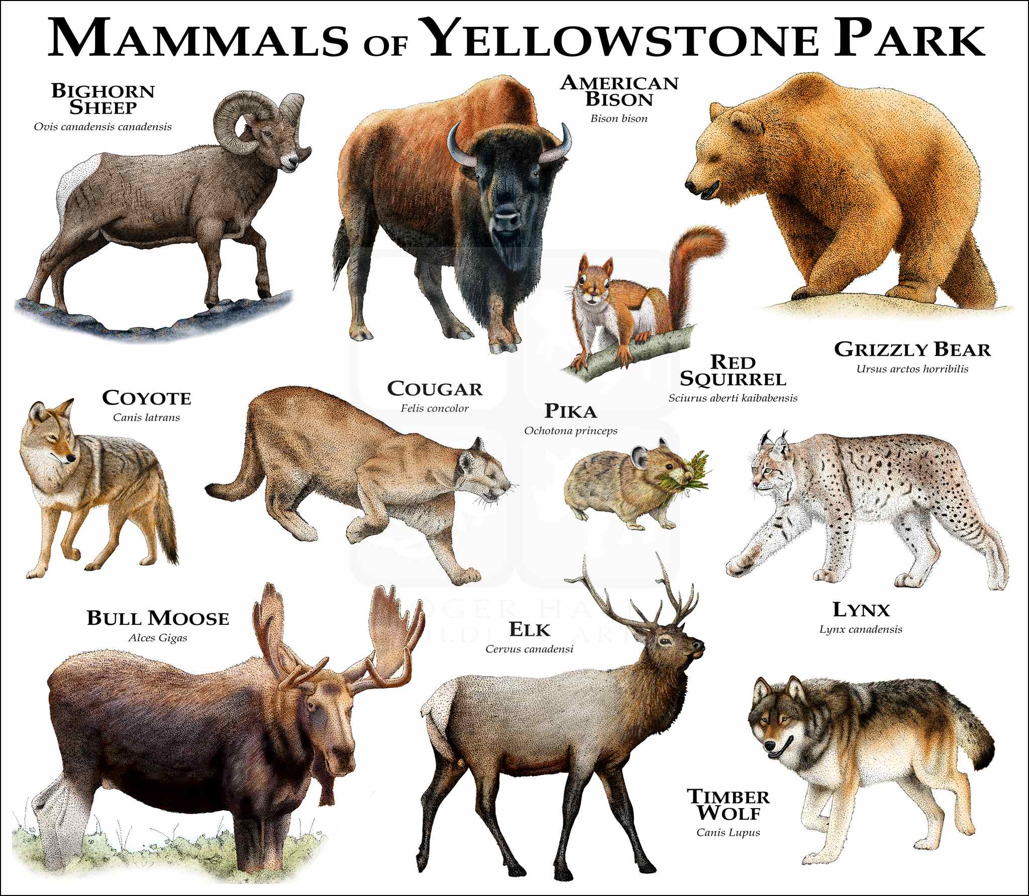 Endangered Animals In Yellowstone