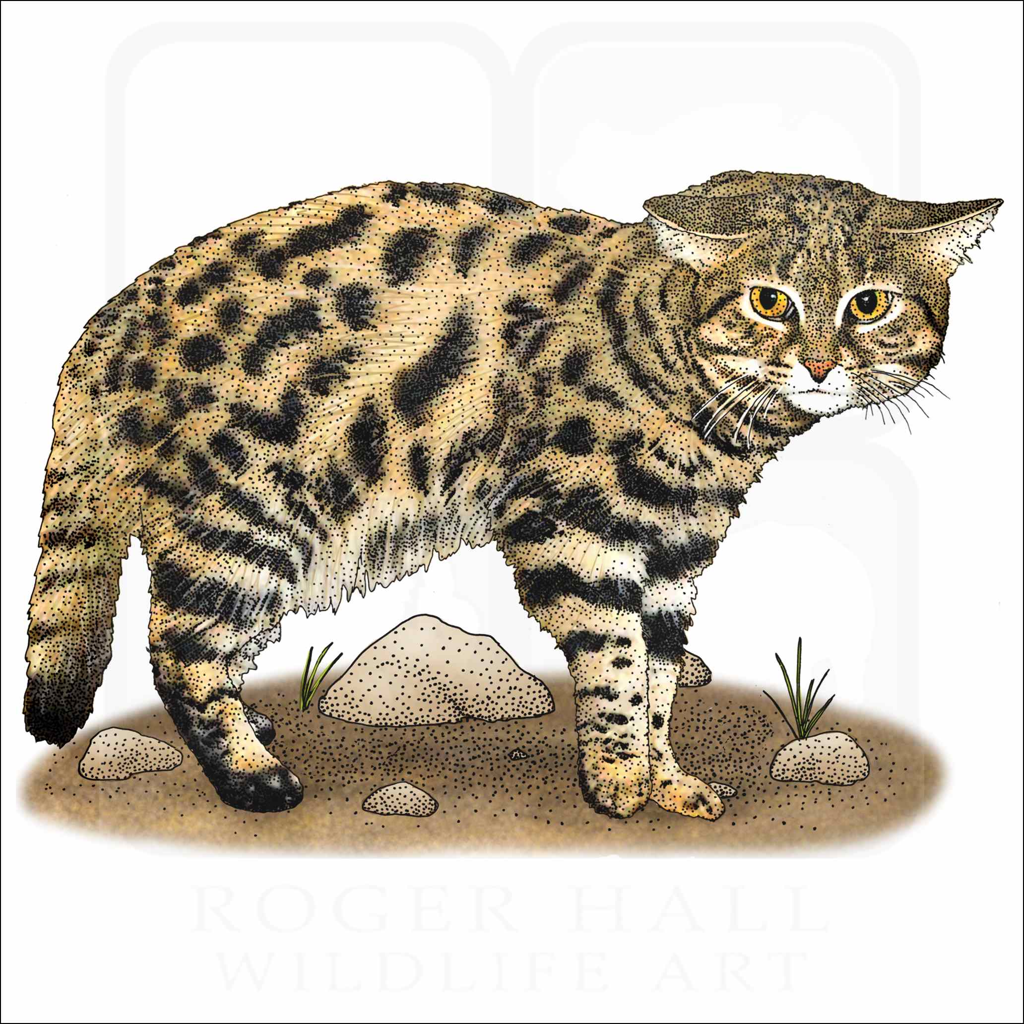 Black Footed Cat