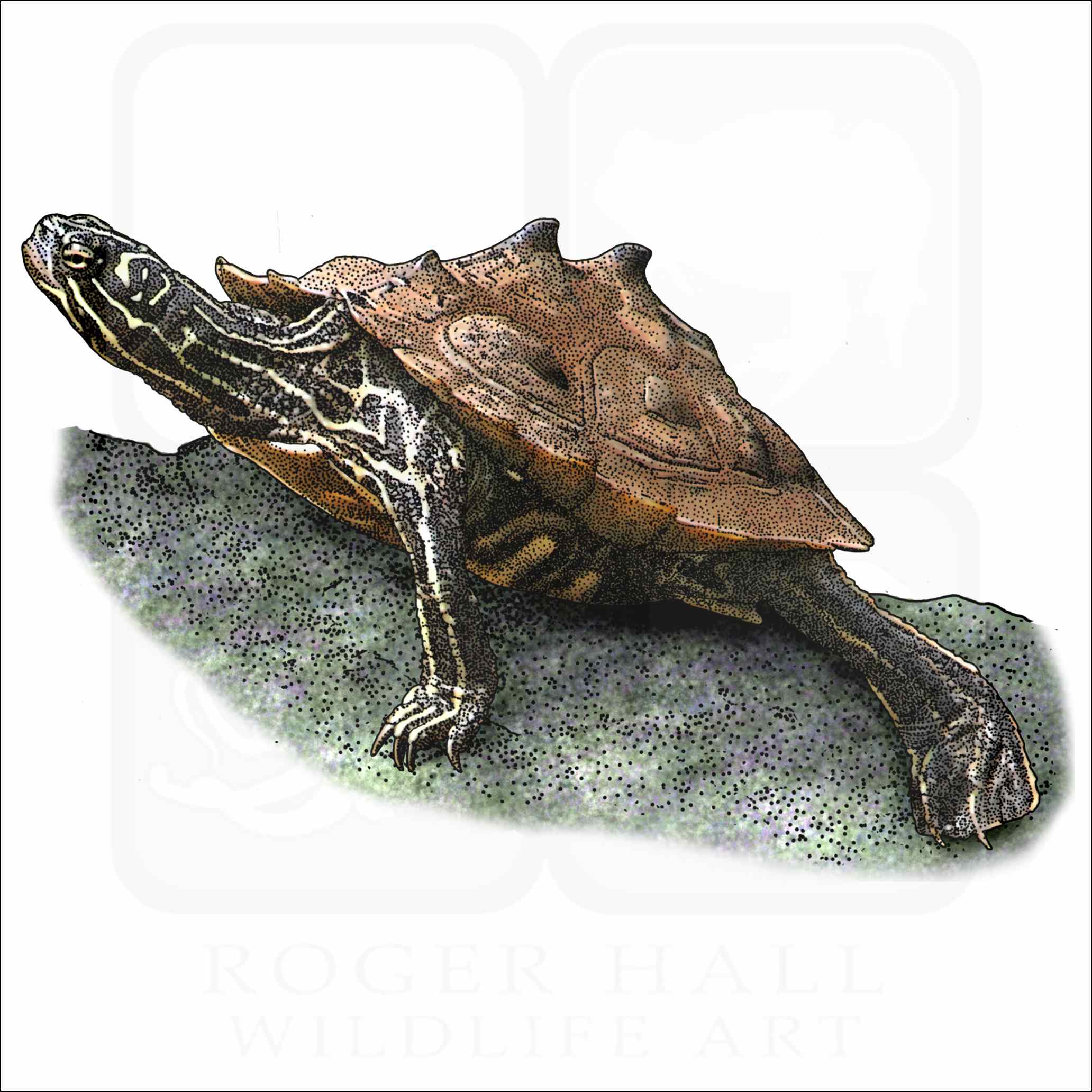 Southern Map Turtle
