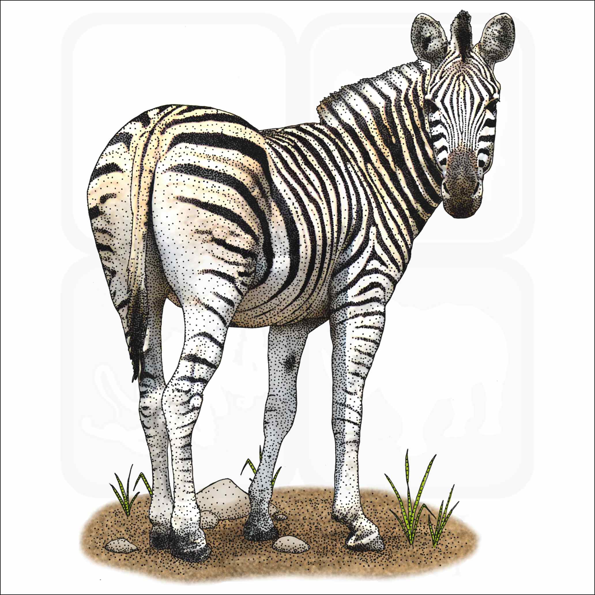 Burchell's Zebra Signed Fine Art Print inkart