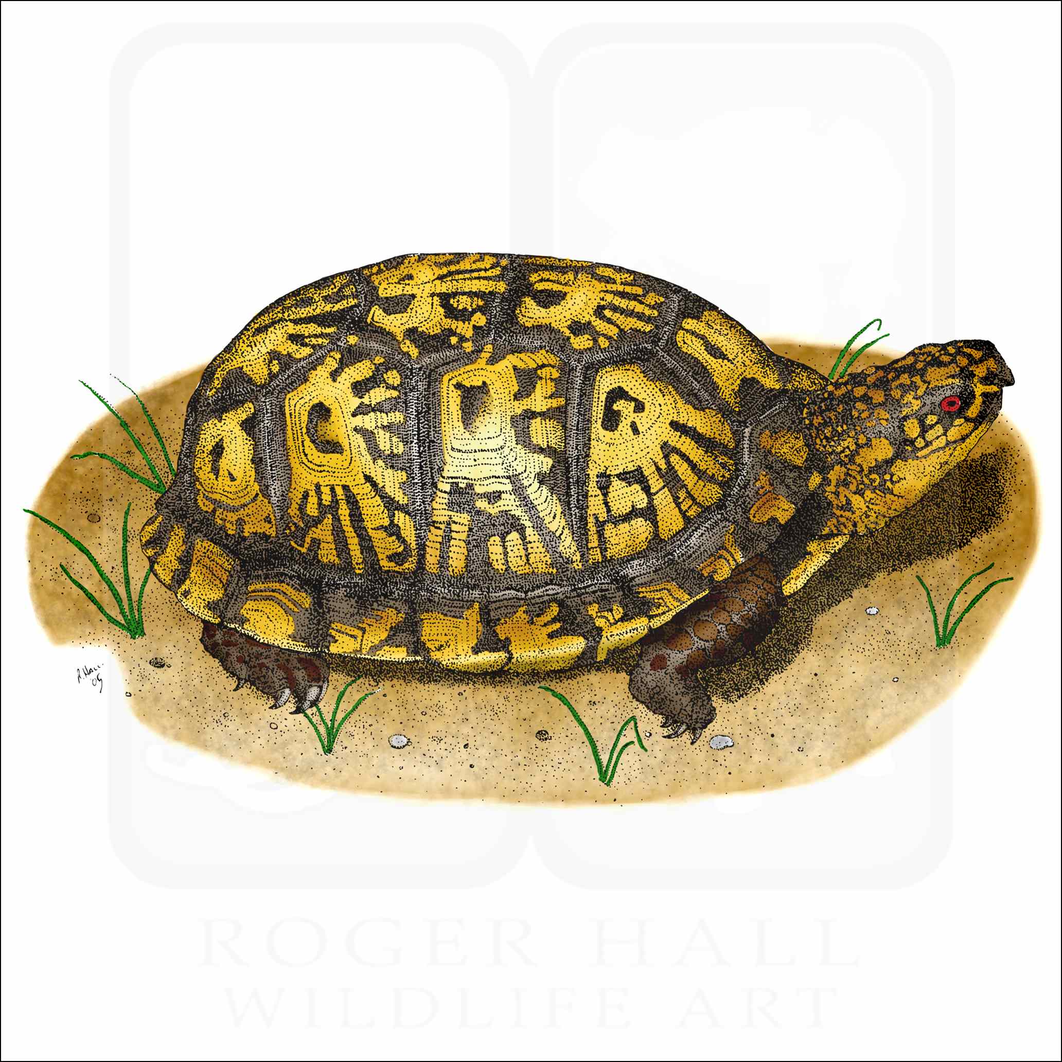 Eastern Box Turtle Signed Fine Art Print inkart