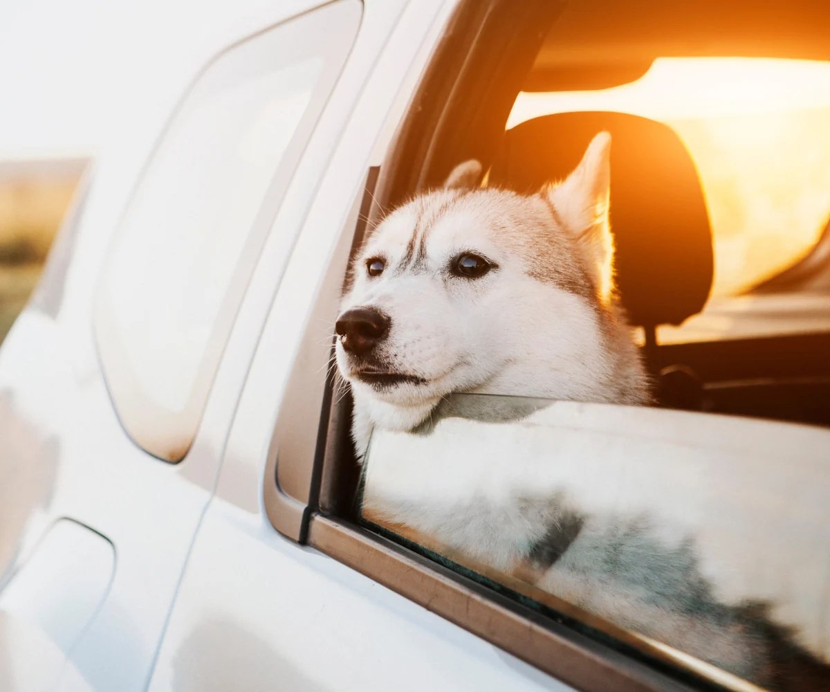 Best Pet Car Accessories Travelling Essentials Inkopious