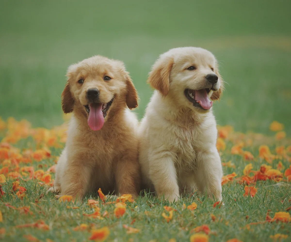 Celebrating National Labrador Retriever Day Inkopious