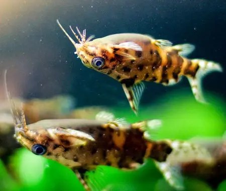 Upside Down Catfish Care Size Aquarium Mates Inland Aquatics