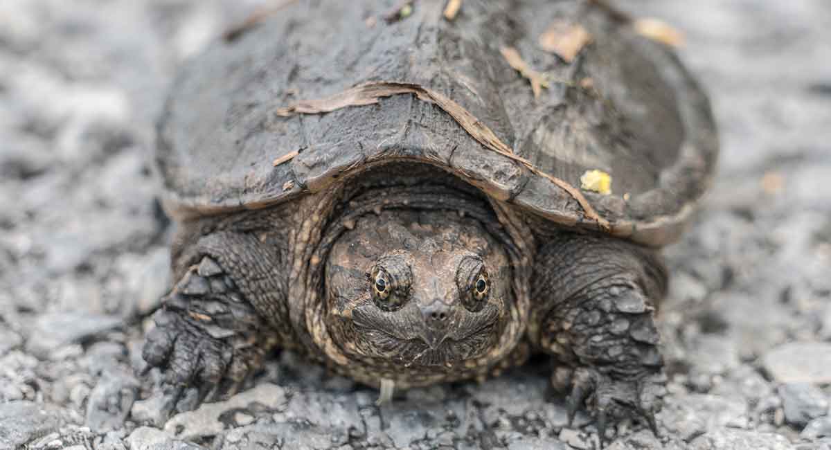 How to Care for Baby Snapping Turtles