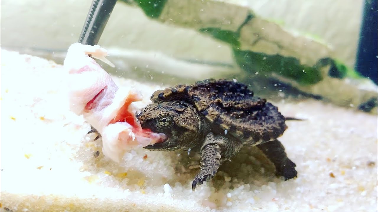 How to Care for Baby Snapping Turtles Inland Aquatics