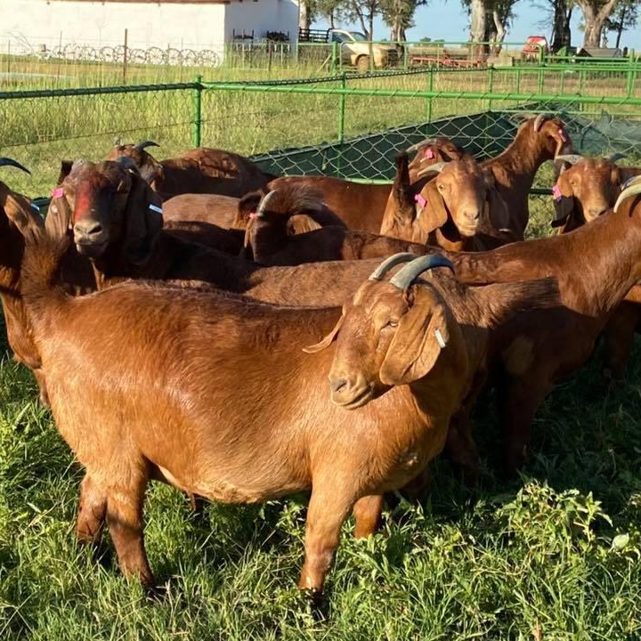 For Selling Kalahari red goats Inland Finder
