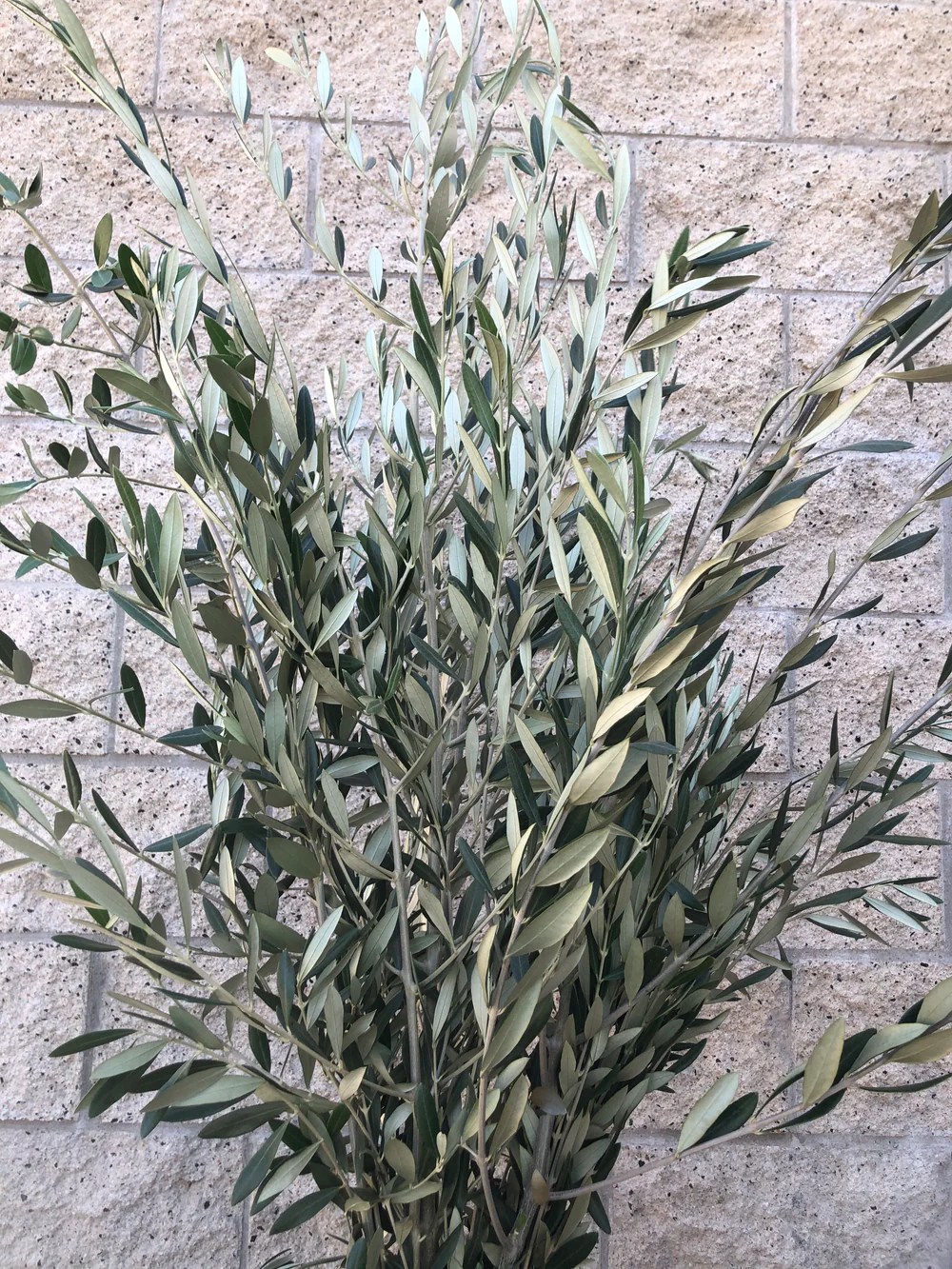 Explore Our Wholesale Bulk Flowers Collections