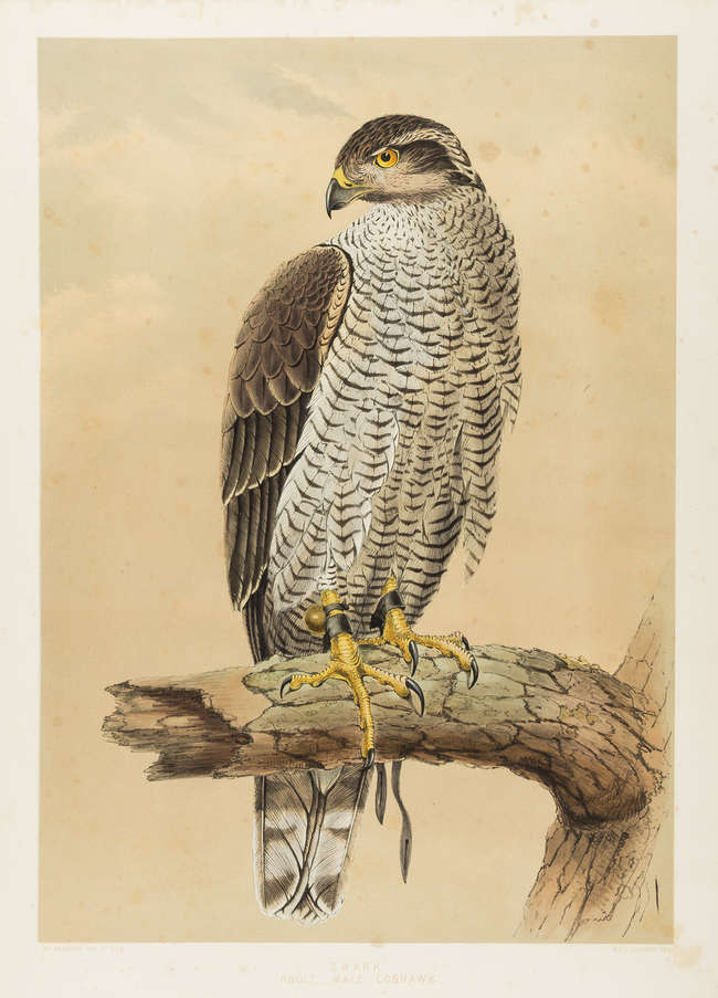 Brodrick, William. Falconers' Favourites. Antiquariat INLIBRIS