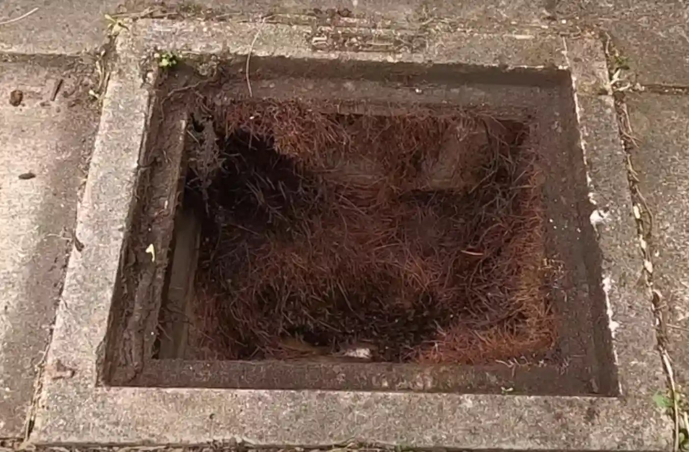 Understanding the Causes of Roots in Sewer Lines