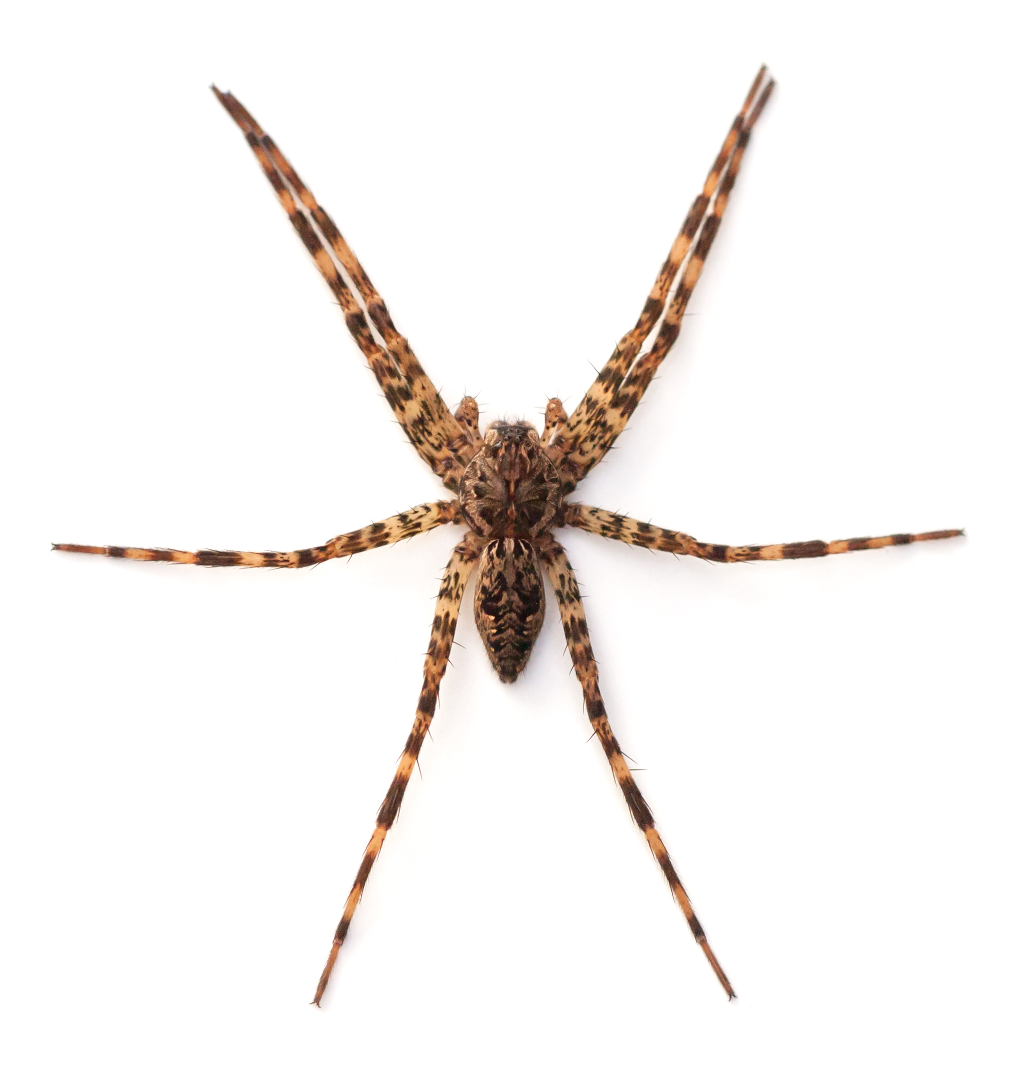Fishing Spider Identification & Info InmanMurphy, Inc. Pest