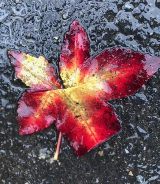 Wet end of the year continues in Menlo Park InMenlo