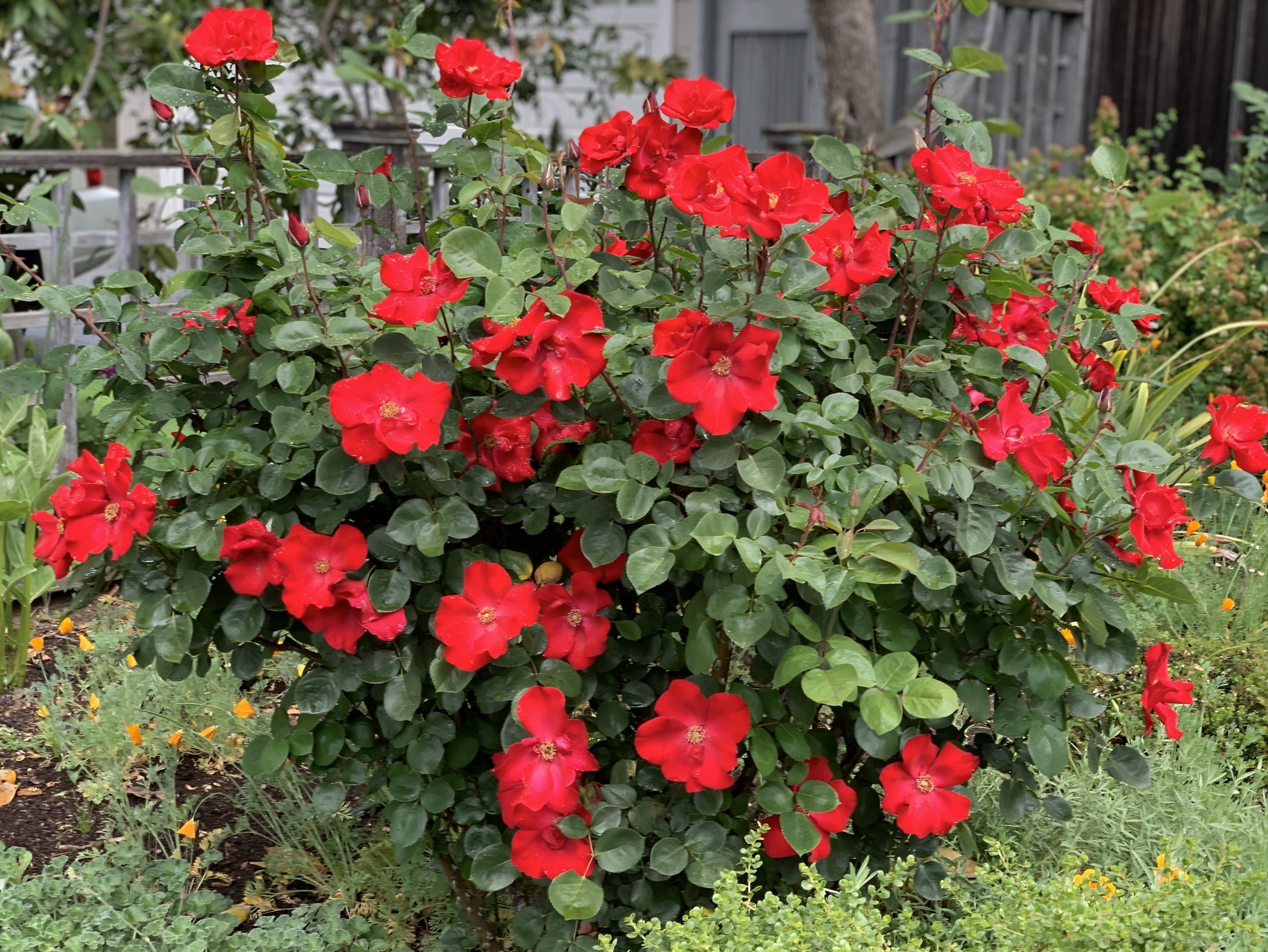 Overnight rain brings puddles to Menlo Park InMenlo
